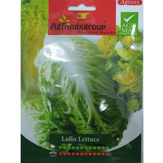 Lollo Lettuce Seeds - www.FOP.ae Buy online Best and Healthy Plants and quality products guarantee in Dubai Plants Shop in Dubai Abu Dhabi all over UAE Plants near me Fresh Plants in Dubai where to buy plants in UAE - FOP.ae