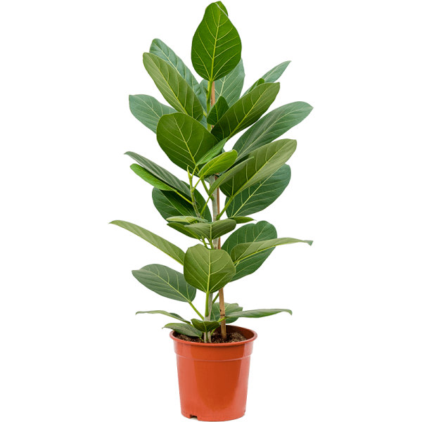 Ficus Benghalensis, Banyan Fig - www.FOP.ae Buy online Best and Healthy Plants and quality products guarantee in Dubai Plants Shop in Dubai Abu Dhabi all over UAE Plants near me Fresh Plants in Dubai where to buy plants in UAE - FOP.ae