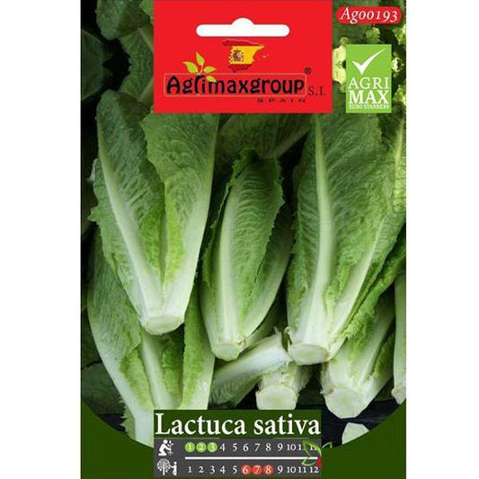 Lactuca Sativa Seeds - www.FOP.ae Buy online Best and Healthy Plants and quality products guarantee in Dubai Plants Shop in Dubai Abu Dhabi all over UAE Plants near me Fresh Plants in Dubai where to buy plants in UAE - FOP.ae