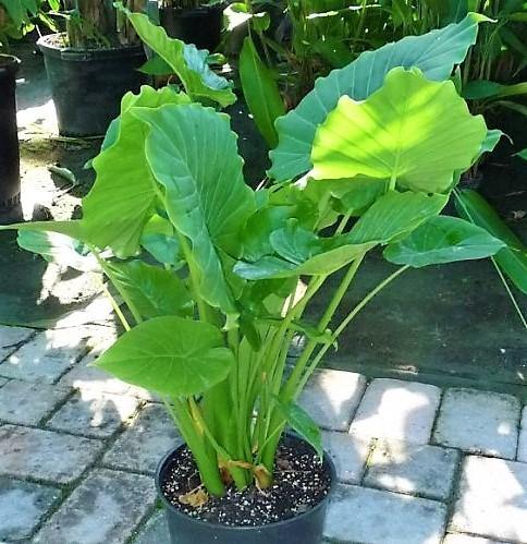 Alocasia California - www.FOP.ae Buy online Best and Healthy Plants and quality products guarantee in Dubai Plants Shop in Dubai Abu Dhabi all over UAE Plants near me Fresh Plants in Dubai where to buy plants in UAE - FOP.ae