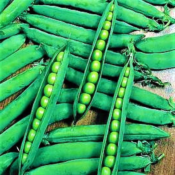 Beans Linoch Seeds Tin - www.FOP.ae Buy online Best and Healthy Plants and quality products guarantee in Dubai Plants Shop in Dubai Abu Dhabi all over UAE Plants near me Fresh Plants in Dubai where to buy plants in UAE - FOP.ae