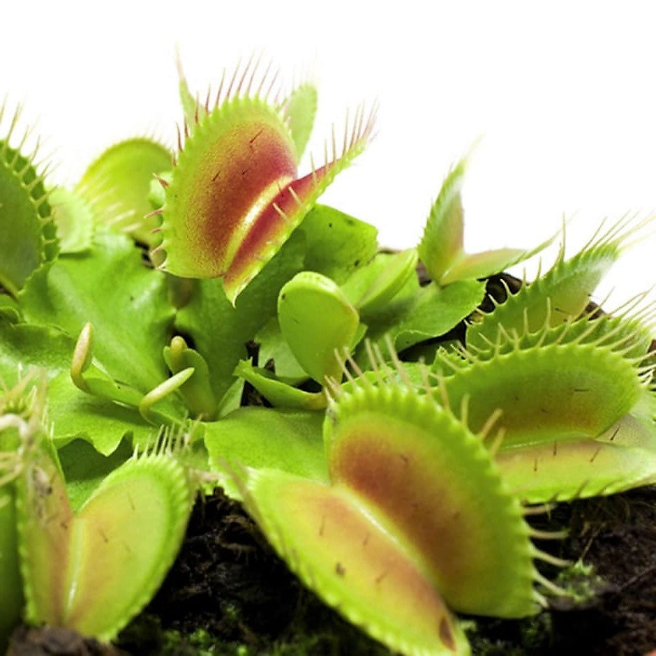 Venus Flytrap , Dionaea Muscipula - www.FOP.ae Buy online Best and Healthy Plants and quality products guarantee in Dubai Plants Shop in Dubai Abu Dhabi all over UAE Plants near me Fresh Plants in Dubai where to buy plants in UAE - FOP.ae