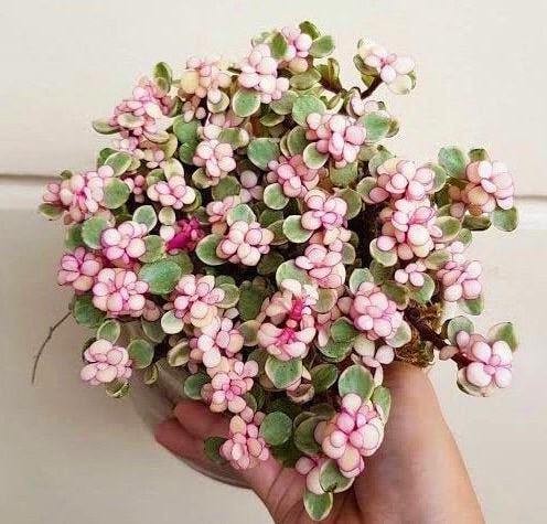Elephant Bush, Portulacaria - www.FOP.ae Buy online Best and Healthy Plants and quality products guarantee in Dubai Plants Shop in Dubai Abu Dhabi all over UAE Plants near me Fresh Plants in Dubai where to buy plants in UAE - FOP.ae