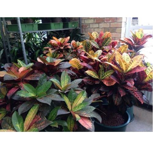 Codiaeum Iceton, Codiaeum Variegatum, Croton - www.FOP.ae Buy online Best and Healthy Plants and quality products guarantee in Dubai Plants Shop in Dubai Abu Dhabi all over UAE Plants near me Fresh Plants in Dubai where to buy plants in UAE - FOP.ae