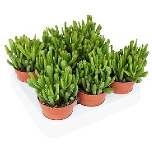 Crassula Ovata, Hobbit - www.FOP.ae Buy online Best and Healthy Plants and quality products guarantee in Dubai Plants Shop in Dubai Abu Dhabi all over UAE Plants near me Fresh Plants in Dubai where to buy plants in UAE - FOP.ae