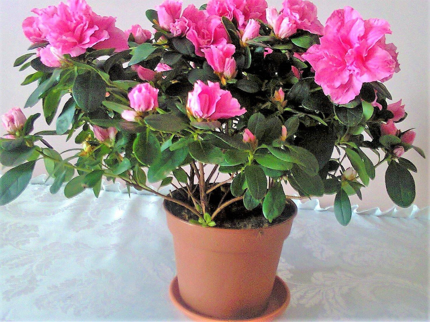 Azaleas, Rhododendron Simsii - www.FOP.ae Buy online Best and Healthy Plants and quality products guarantee in Dubai Plants Shop in Dubai Abu Dhabi all over UAE Plants near me Fresh Plants in Dubai where to buy plants in UAE - FOP.ae