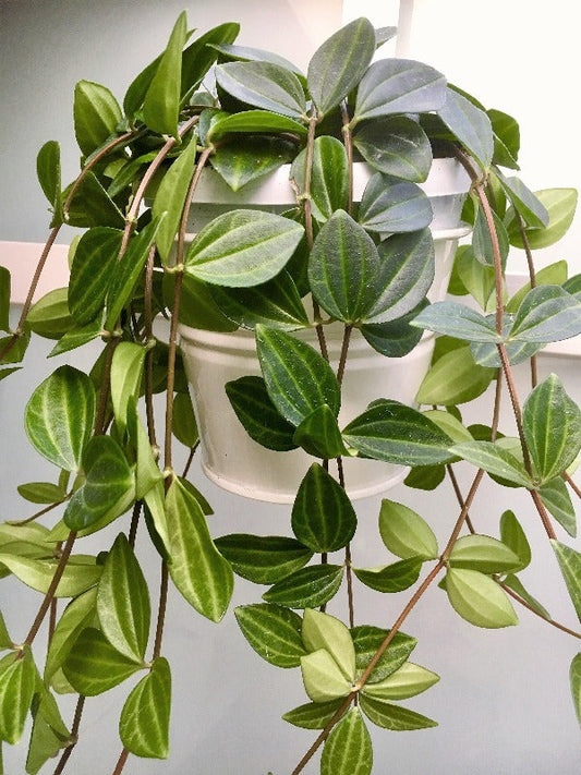 Green Leaf Peperomia , Peperomia Angulate - www.FOP.ae Buy online Best and Healthy Plants and quality products guarantee in Dubai Plants Shop in Dubai Abu Dhabi all over UAE Plants near me Fresh Plants in Dubai where to buy plants in UAE - FOP.ae