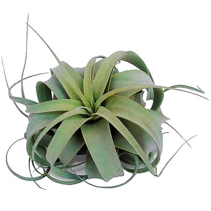 Tillandsia Xerographica - www.FOP.ae Buy online Best and Healthy Plants and quality products guarantee in Dubai Plants Shop in Dubai Abu Dhabi all over UAE Plants near me Fresh Plants in Dubai where to buy plants in UAE - FOP.ae