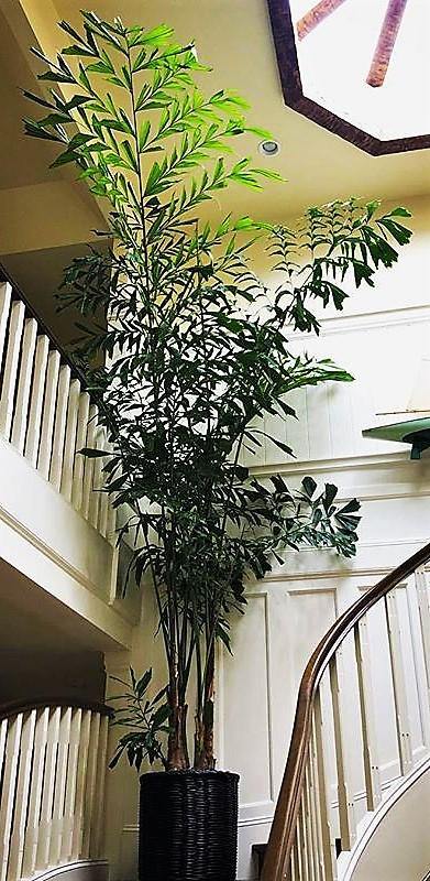 Fishtail Palm, Caryota Mitis - www.FOP.ae Buy online Best and Healthy Plants and quality products guarantee in Dubai Plants Shop in Dubai Abu Dhabi all over UAE Plants near me Fresh Plants in Dubai where to buy plants in UAE - FOP.ae