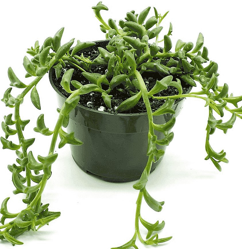 String of Dolphins , Senecio Peregrinus - www.FOP.ae Buy online Best and Healthy Plants and quality products guarantee in Dubai Plants Shop in Dubai Abu Dhabi all over UAE Plants near me Fresh Plants in Dubai where to buy plants in UAE - FOP.ae