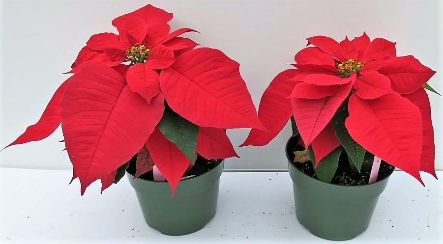 Euphorbia Pulcherrima (Titan Red), Poinsettia - www.FOP.ae Buy online Best and Healthy Plants and quality products guarantee in Dubai Plants Shop in Dubai Abu Dhabi all over UAE Plants near me Fresh Plants in Dubai where to buy plants in UAE - FOP.ae