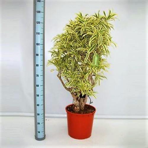 Dracaena Reflexa, Song of India, Pleomele - www.FOP.ae Buy online Best and Healthy Plants and quality products guarantee in Dubai Plants Shop in Dubai Abu Dhabi all over UAE Plants near me Fresh Plants in Dubai where to buy plants in UAE - FOP.ae