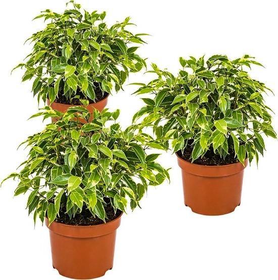 Ficus Benjamina, Kinky - www.FOP.ae Buy online Best and Healthy Plants and quality products guarantee in Dubai Plants Shop in Dubai Abu Dhabi all over UAE Plants near me Fresh Plants in Dubai where to buy plants in UAE - FOP.ae