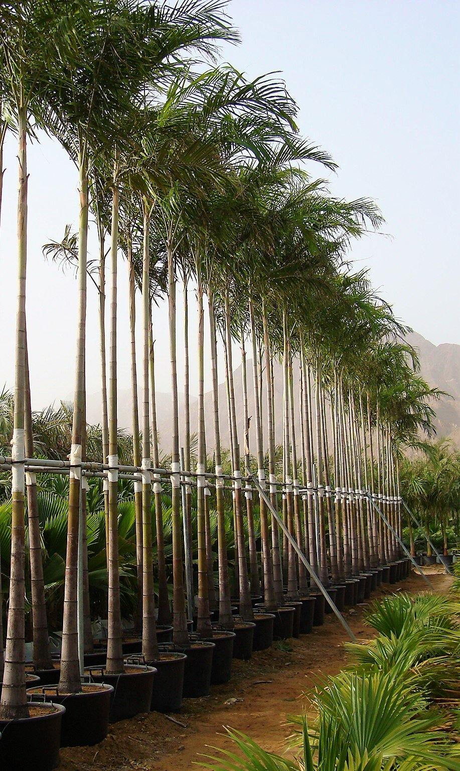 Carpentaria Palm, Carpentaria Acuminata - www.FOP.ae Buy online Best and Healthy Plants and quality products guarantee in Dubai Plants Shop in Dubai Abu Dhabi all over UAE Plants near me Fresh Plants in Dubai where to buy plants in UAE - FOP.ae