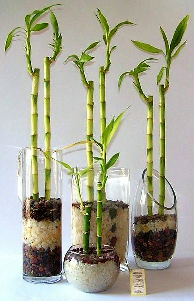 Lucky Bamboo, Dracaena Sanderiana - www.FOP.ae Buy online Best and Healthy Plants and quality products guarantee in Dubai Plants Shop in Dubai Abu Dhabi all over UAE Plants near me Fresh Plants in Dubai where to buy plants in UAE - FOP.ae