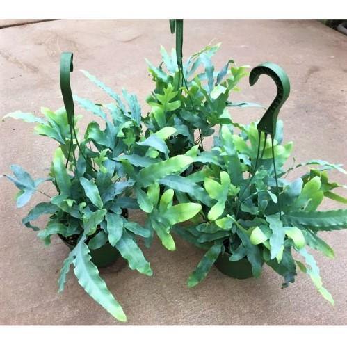 Blue Star Fern, Phlebodium Blue Star - www.FOP.ae Buy online Best and Healthy Plants and quality products guarantee in Dubai Plants Shop in Dubai Abu Dhabi all over UAE Plants near me Fresh Plants in Dubai where to buy plants in UAE - FOP.ae