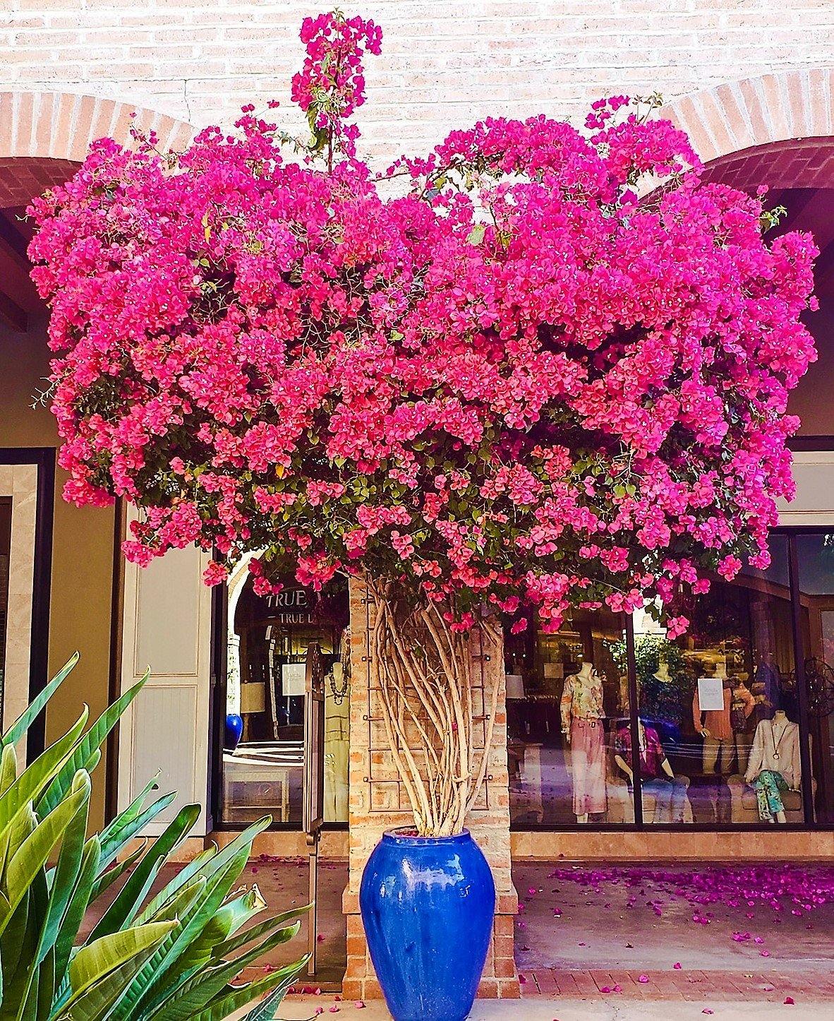 Bougainvillea Spectabilis Pink - www.FOP.ae Buy online Best and Healthy Plants and quality products guarantee in Dubai Plants Shop in Dubai Abu Dhabi all over UAE Plants near me Fresh Plants in Dubai where to buy plants in UAE - FOP.ae