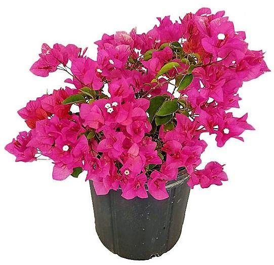 Great Bougainvillea, Bougainvillea Spectabilis - www.FOP.ae Buy online Best and Healthy Plants and quality products guarantee in Dubai Plants Shop in Dubai Abu Dhabi all over UAE Plants near me Fresh Plants in Dubai where to buy plants in UAE - FOP.ae