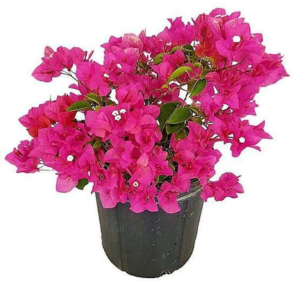 Great Bougainvillea, Bougainvillea Spectabilis - www.FOP.ae Buy online Best and Healthy Plants and quality products guarantee in Dubai Plants Shop in Dubai Abu Dhabi all over UAE Plants near me Fresh Plants in Dubai where to buy plants in UAE - FOP.ae
