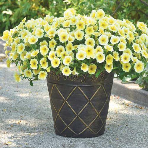 Petunia, Petunias (small) - www.FOP.ae Buy online Best and Healthy Plants and quality products guarantee in Dubai Plants Shop in Dubai Abu Dhabi all over UAE Plants near me Fresh Plants in Dubai where to buy plants in UAE - FOP.ae