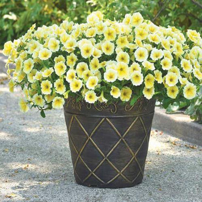 Petunia, Petunias (small) - www.FOP.ae Buy online Best and Healthy Plants and quality products guarantee in Dubai Plants Shop in Dubai Abu Dhabi all over UAE Plants near me Fresh Plants in Dubai where to buy plants in UAE - FOP.ae
