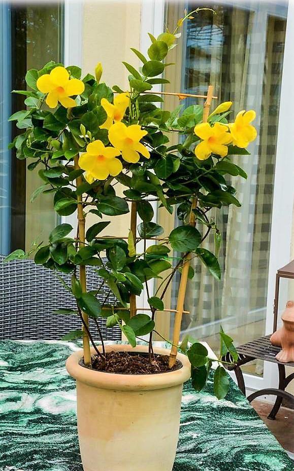 Yellow Bell Climber, Mandevilla Splendens - www.FOP.ae Buy online Best and Healthy Plants and quality products guarantee in Dubai Plants Shop in Dubai Abu Dhabi all over UAE Plants near me Fresh Plants in Dubai where to buy plants in UAE - FOP.ae