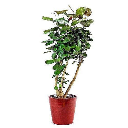 Aralia Fabian, Polyscias Fabian - www.FOP.ae Buy online Best and Healthy Plants and quality products guarantee in Dubai Plants Shop in Dubai Abu Dhabi all over UAE Plants near me Fresh Plants in Dubai where to buy plants in UAE - FOP.ae