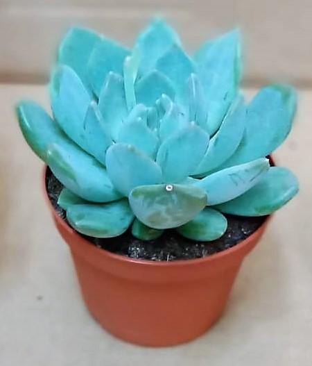 Echeveria succulent - www.FOP.ae Buy online Best and Healthy Plants and quality products guarantee in Dubai Plants Shop in Dubai Abu Dhabi all over UAE Plants near me Fresh Plants in Dubai where to buy plants in UAE - FOP.ae