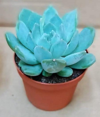 Echeveria succulent - www.FOP.ae Buy online Best and Healthy Plants and quality products guarantee in Dubai Plants Shop in Dubai Abu Dhabi all over UAE Plants near me Fresh Plants in Dubai where to buy plants in UAE - FOP.ae
