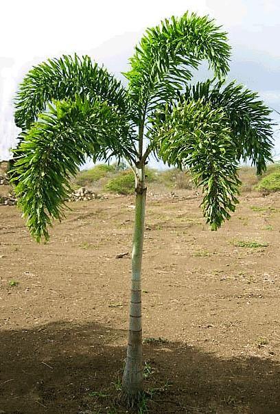 Foxtail Palm, Wodyetia Bifurcata - www.FOP.ae Buy online Best and Healthy Plants and quality products guarantee in Dubai Plants Shop in Dubai Abu Dhabi all over UAE Plants near me Fresh Plants in Dubai where to buy plants in UAE - FOP.ae