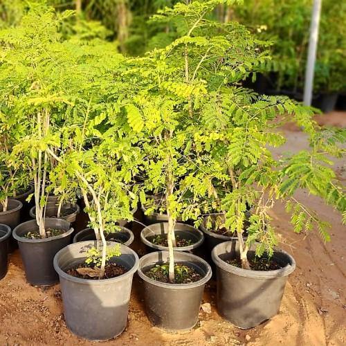 Caesalpinia pulcherrima, Peacock Flower - www.FOP.ae Buy online Best and Healthy Plants and quality products guarantee in Dubai Plants Shop in Dubai Abu Dhabi all over UAE Plants near me Fresh Plants in Dubai where to buy plants in UAE - FOP.ae