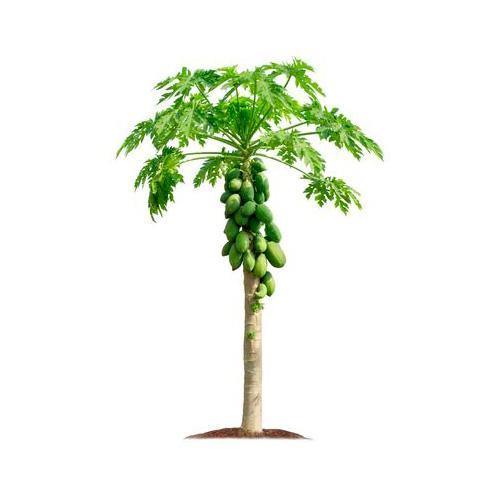 Papaya Tree, Carica Papaya, شجرة البابايا - www.FOP.ae Buy online Best and Healthy Plants and quality products guarantee in Dubai Plants Shop in Dubai Abu Dhabi all over UAE Plants near me Fresh Plants in Dubai where to buy plants in UAE - FOP.ae