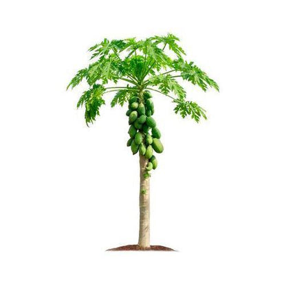 Papaya Tree, Carica Papaya, شجرة البابايا - www.FOP.ae Buy online Best and Healthy Plants and quality products guarantee in Dubai Plants Shop in Dubai Abu Dhabi all over UAE Plants near me Fresh Plants in Dubai where to buy plants in UAE - FOP.ae