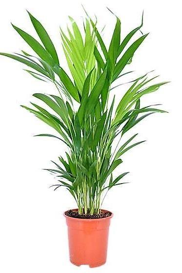 Areca Small, Butterfly Palm , Cane Palm - www.FOP.ae Buy online Best and Healthy Plants and quality products guarantee in Dubai Plants Shop in Dubai Abu Dhabi all over UAE Plants near me Fresh Plants in Dubai where to buy plants in UAE - FOP.ae