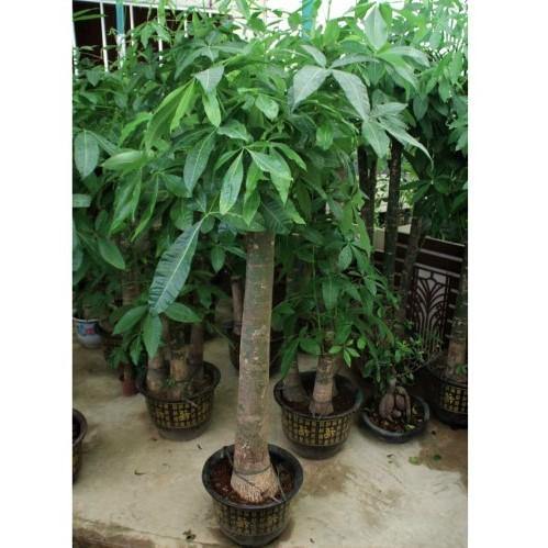 Pachira Aquatica, Money Tree - www.FOP.ae Buy online Best and Healthy Plants and quality products guarantee in Dubai Plants Shop in Dubai Abu Dhabi all over UAE Plants near me Fresh Plants in Dubai where to buy plants in UAE - FOP.ae