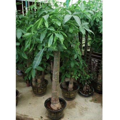 Pachira Aquatica, Money Tree - www.FOP.ae Buy online Best and Healthy Plants and quality products guarantee in Dubai Plants Shop in Dubai Abu Dhabi all over UAE Plants near me Fresh Plants in Dubai where to buy plants in UAE - FOP.ae