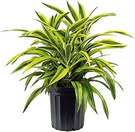 Dracaena Lemon Lime Mini - www.FOP.ae Buy online Best and Healthy Plants and quality products guarantee in Dubai Plants Shop in Dubai Abu Dhabi all over UAE Plants near me Fresh Plants in Dubai where to buy plants in UAE - FOP.ae