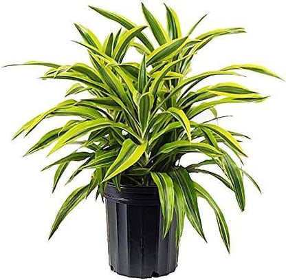 Dracaena Lemon Lime Mini - www.FOP.ae Buy online Best and Healthy Plants and quality products guarantee in Dubai Plants Shop in Dubai Abu Dhabi all over UAE Plants near me Fresh Plants in Dubai where to buy plants in UAE - FOP.ae