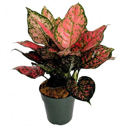  Aglaonema Sp , Wishes - www.FOP.ae Buy online Best and Healthy Plants and quality products guarantee in Dubai Plants Shop in Dubai Abu Dhabi all over UAE Plants near me Fresh Plants in Dubai where to buy plants in UAE - FOP.ae