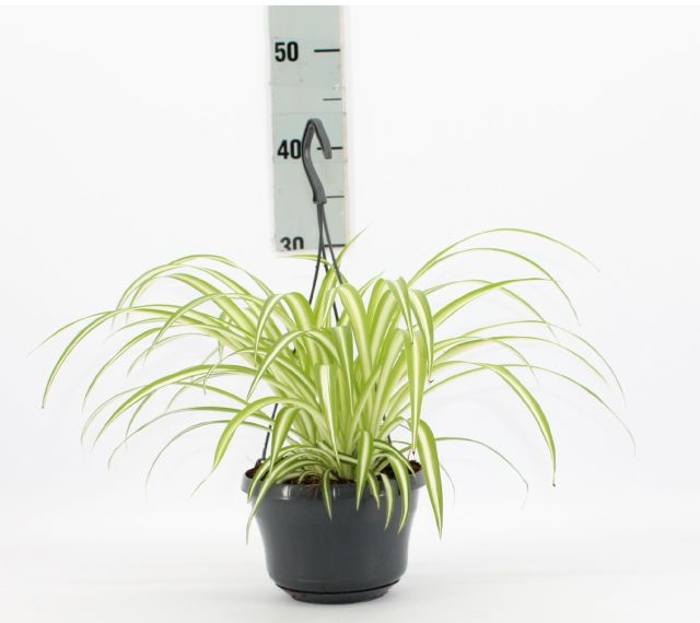 Variegated Spider Plant (Chlorophytum comosum ‘Variegatum’) - www.FOP.ae Buy online Best and Healthy Plants and quality products guarantee in Dubai Plants Shop in Dubai Abu Dhabi all over UAE Plants near me Fresh Plants in Dubai where to buy plants in UAE - FOP.ae