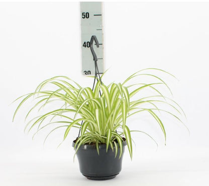 Variegated Spider Plant (Chlorophytum comosum ‘Variegatum’) - www.FOP.ae Buy online Best and Healthy Plants and quality products guarantee in Dubai Plants Shop in Dubai Abu Dhabi all over UAE Plants near me Fresh Plants in Dubai where to buy plants in UAE - FOP.ae