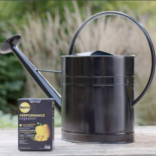 Miracle-Gro All Purpose Plant Nutrition - www.FOP.ae Buy online Best and Healthy Plants and quality products guarantee in Dubai Plants Shop in Dubai Abu Dhabi all over UAE Plants near me Fresh Plants in Dubai where to buy plants in UAE - FOP.ae