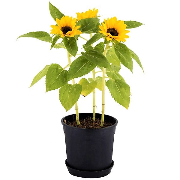 Ornamental Sunflower, Helianthus Annuus - www.FOP.ae Buy online Best and Healthy Plants and quality products guarantee in Dubai Plants Shop in Dubai Abu Dhabi all over UAE Plants near me Fresh Plants in Dubai where to buy plants in UAE - FOP.ae