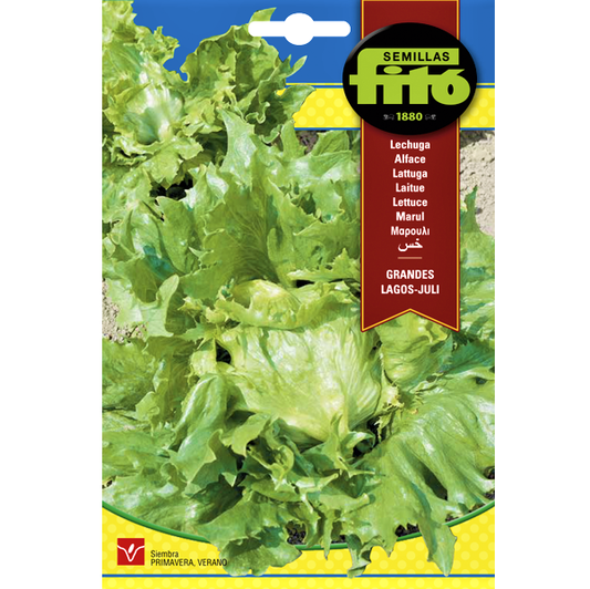 Lettuce Grandes Lagos Juli Seeds - www.FOP.ae Buy online Best and Healthy Plants and quality products guarantee in Dubai Plants Shop in Dubai Abu Dhabi all over UAE Plants near me Fresh Plants in Dubai where to buy plants in UAE - FOP.ae