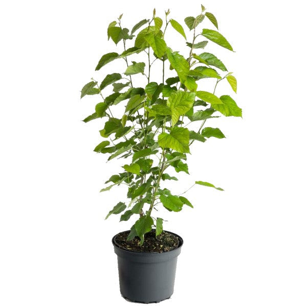 Mulberry Tree, Morus Alba - www.FOP.ae Buy online Best and Healthy Plants and quality products guarantee in Dubai Plants Shop in Dubai Abu Dhabi all over UAE Plants near me Fresh Plants in Dubai where to buy plants in UAE - FOP.ae