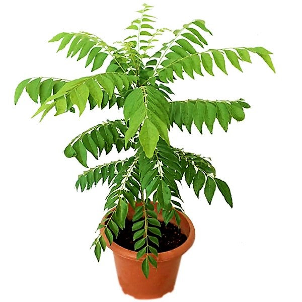 Curry Leaves, Kadi Patta - www.FOP.ae Buy online Best and Healthy Plants and quality products guarantee in Dubai Plants Shop in Dubai Abu Dhabi all over UAE Plants near me Fresh Plants in Dubai where to buy plants in UAE - FOP.ae