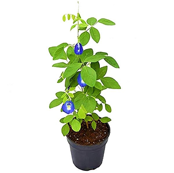 Clitoria ternatea, Butterfly Pea - www.FOP.ae Buy online Best and Healthy Plants and quality products guarantee in Dubai Plants Shop in Dubai Abu Dhabi all over UAE Plants near me Fresh Plants in Dubai where to buy plants in UAE - FOP.ae