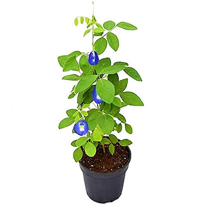 Clitoria ternatea, Butterfly Pea - www.FOP.ae Buy online Best and Healthy Plants and quality products guarantee in Dubai Plants Shop in Dubai Abu Dhabi all over UAE Plants near me Fresh Plants in Dubai where to buy plants in UAE - FOP.ae