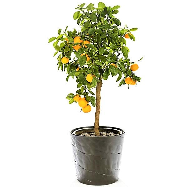 Citrus sinensis Moro, Blood Orange Tree - www.FOP.ae Buy online Best and Healthy Plants and quality products guarantee in Dubai Plants Shop in Dubai Abu Dhabi all over UAE Plants near me Fresh Plants in Dubai where to buy plants in UAE - FOP.ae