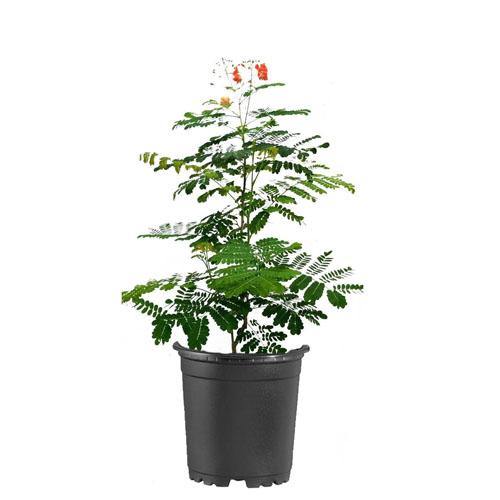 Caesalpinia pulcherrima, Peacock Flower - www.FOP.ae Buy online Best and Healthy Plants and quality products guarantee in Dubai Plants Shop in Dubai Abu Dhabi all over UAE Plants near me Fresh Plants in Dubai where to buy plants in UAE - FOP.ae